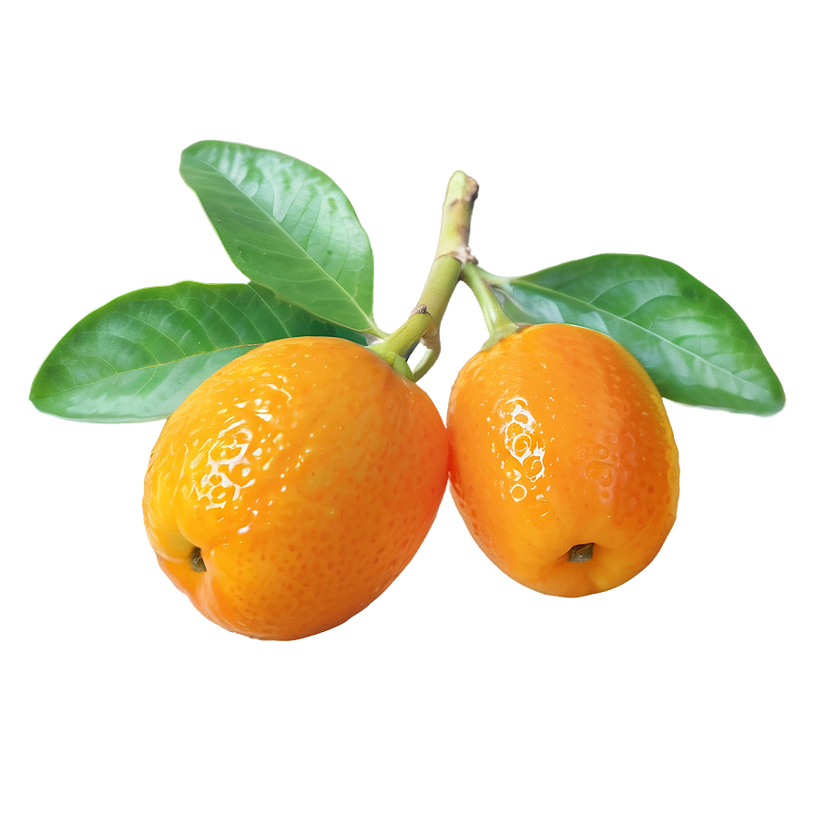 Kumquat With Leaves Png 06252024