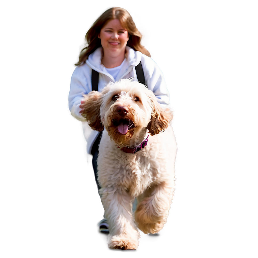 Labradoodle On A Walk Png Tle