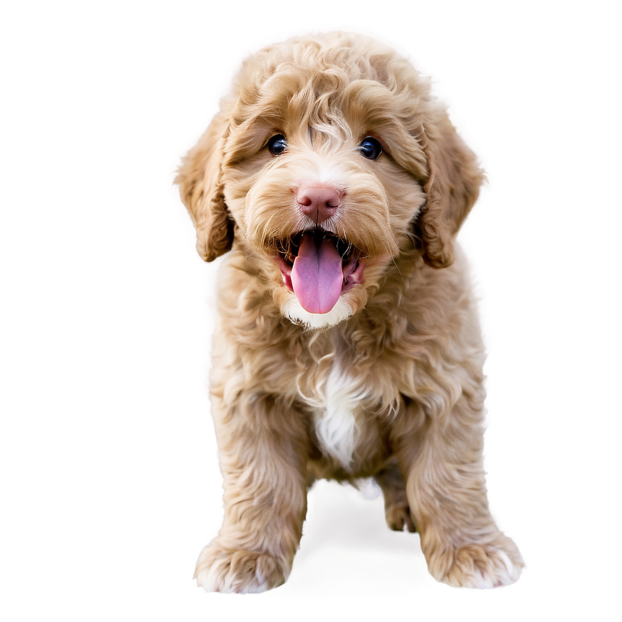 Labradoodle Puppy Yawn Png Vwh64