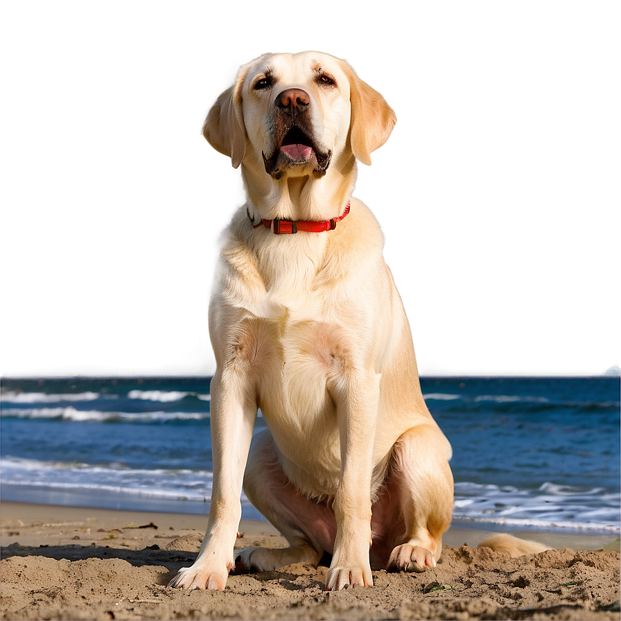 Labrador On Beach Png 06232024