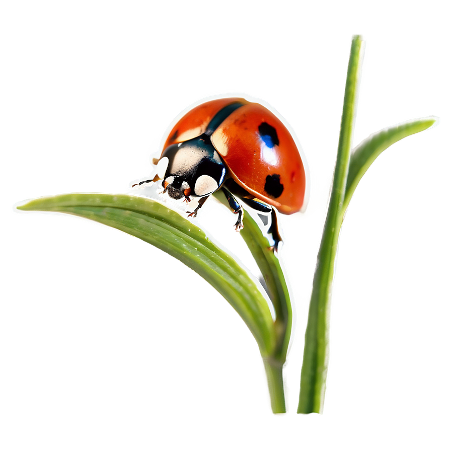 Ladybug In Natural Habitat Png 05242024