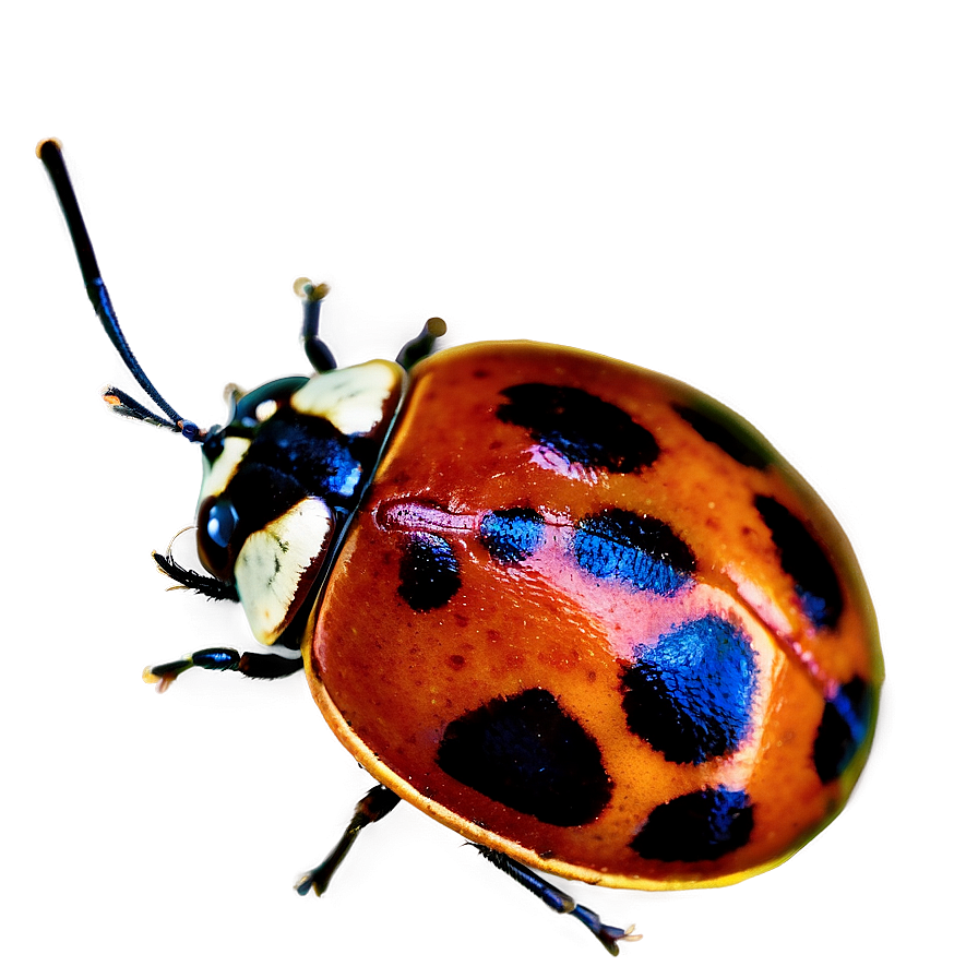 Ladybug Top View Png 05242024