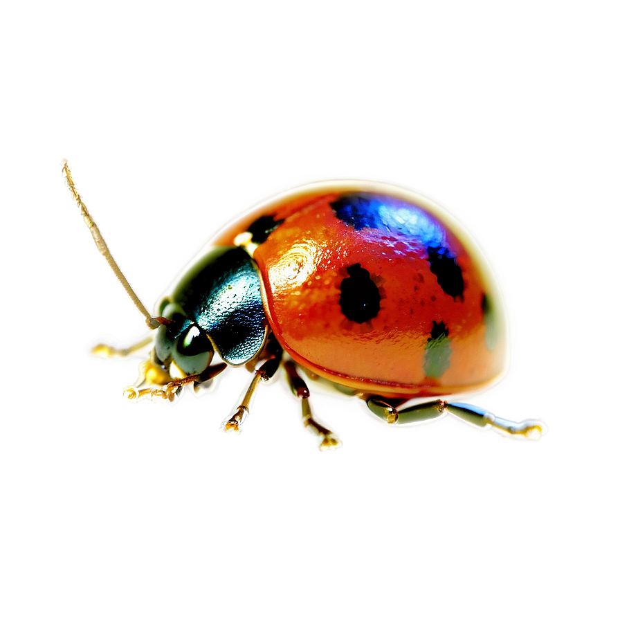 Ladybug Under Microscope Png Qyt37