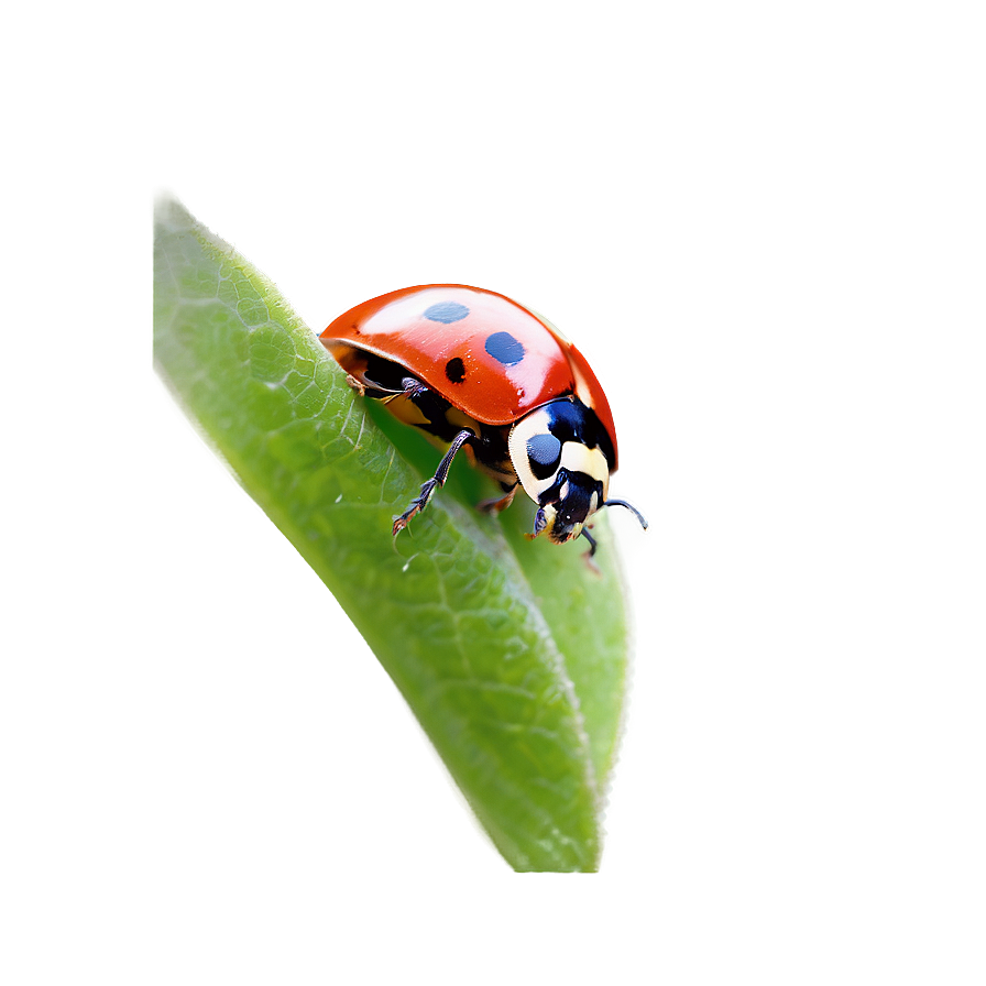 Ladybug Wildlife Photo Png Umk