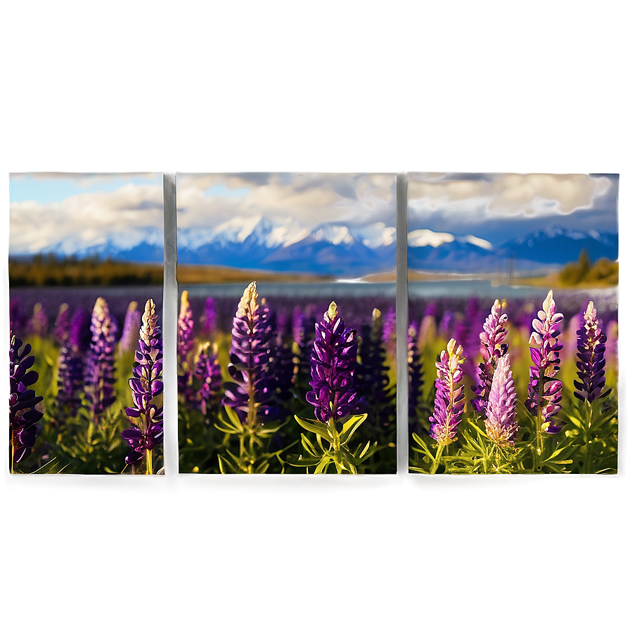 Lake Tekapo Lupins Png 76