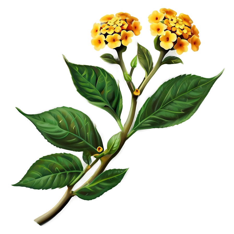 Lantana Flower Illustration Png 05252024