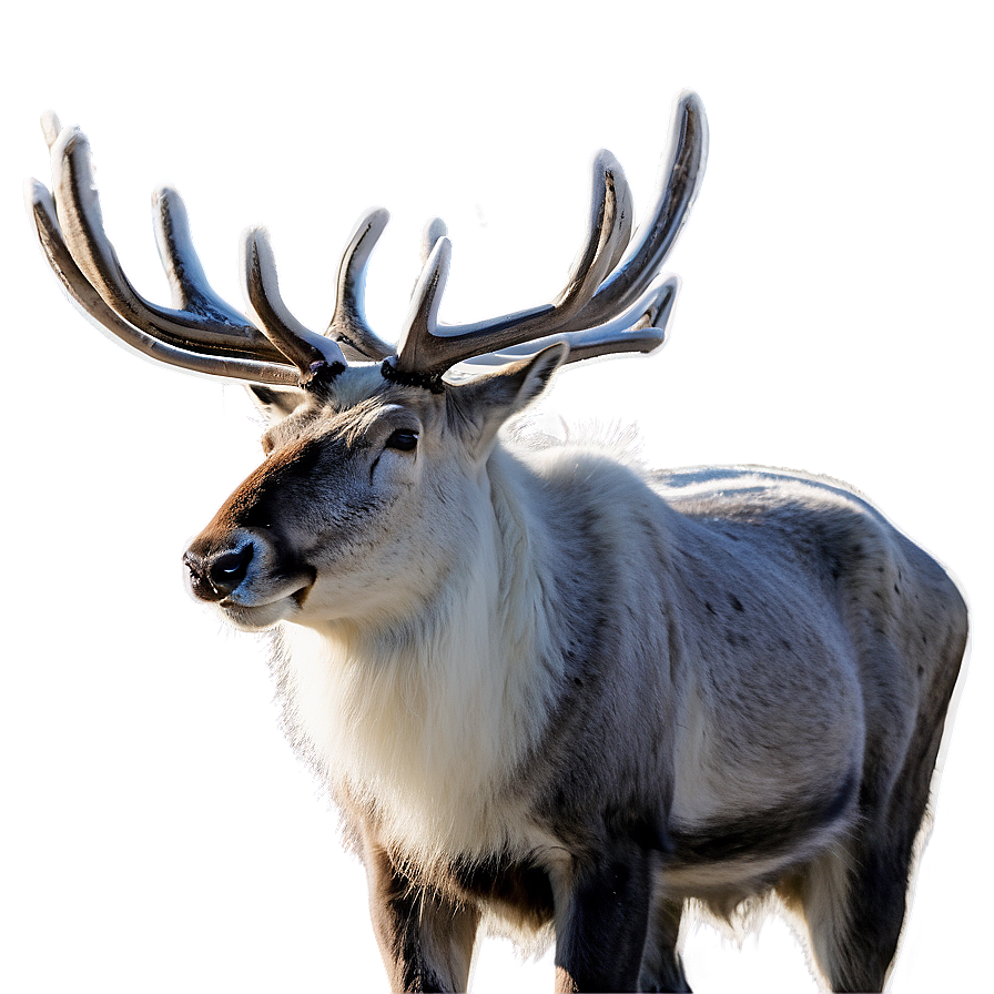 Lappish Reindeer Finland Png 06232024