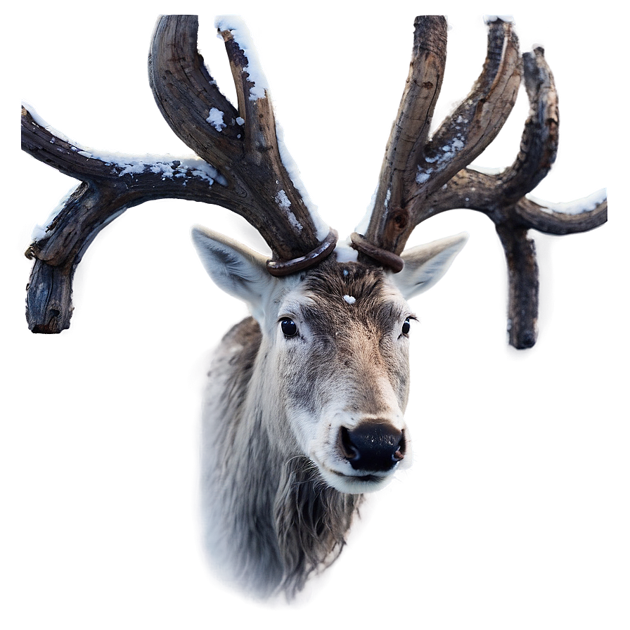 Lappish Reindeer Finland Png Ipf54