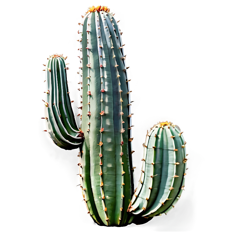 Large Cactus Png Xma