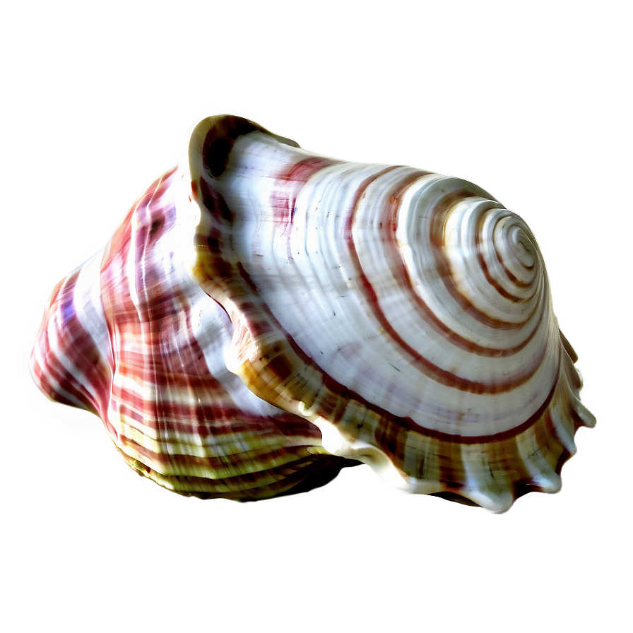 Large Conch Shell Artwork Png Kiv33