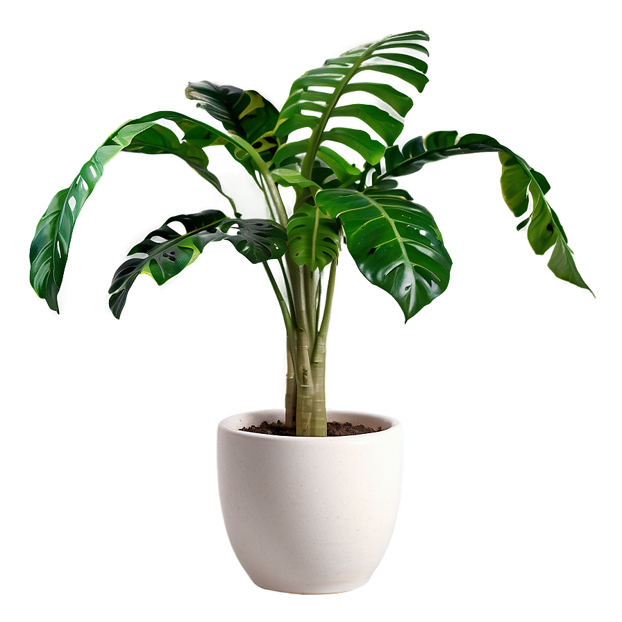 Large Houseplant Png 06202024