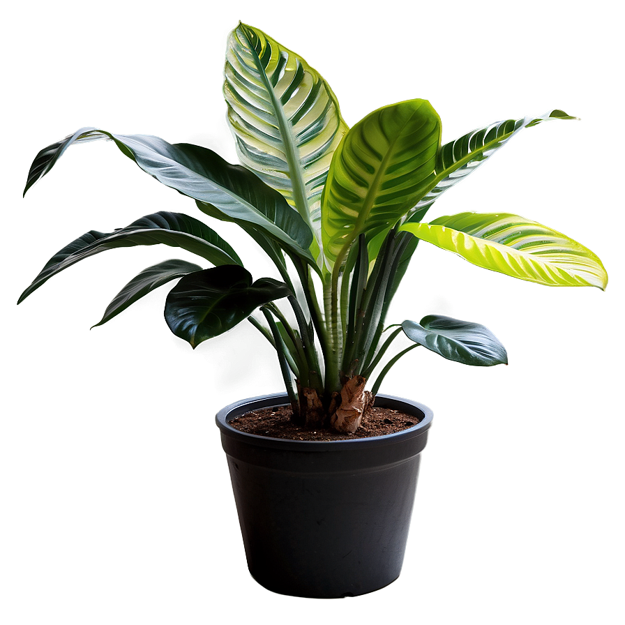 Large Houseplant Png Wda