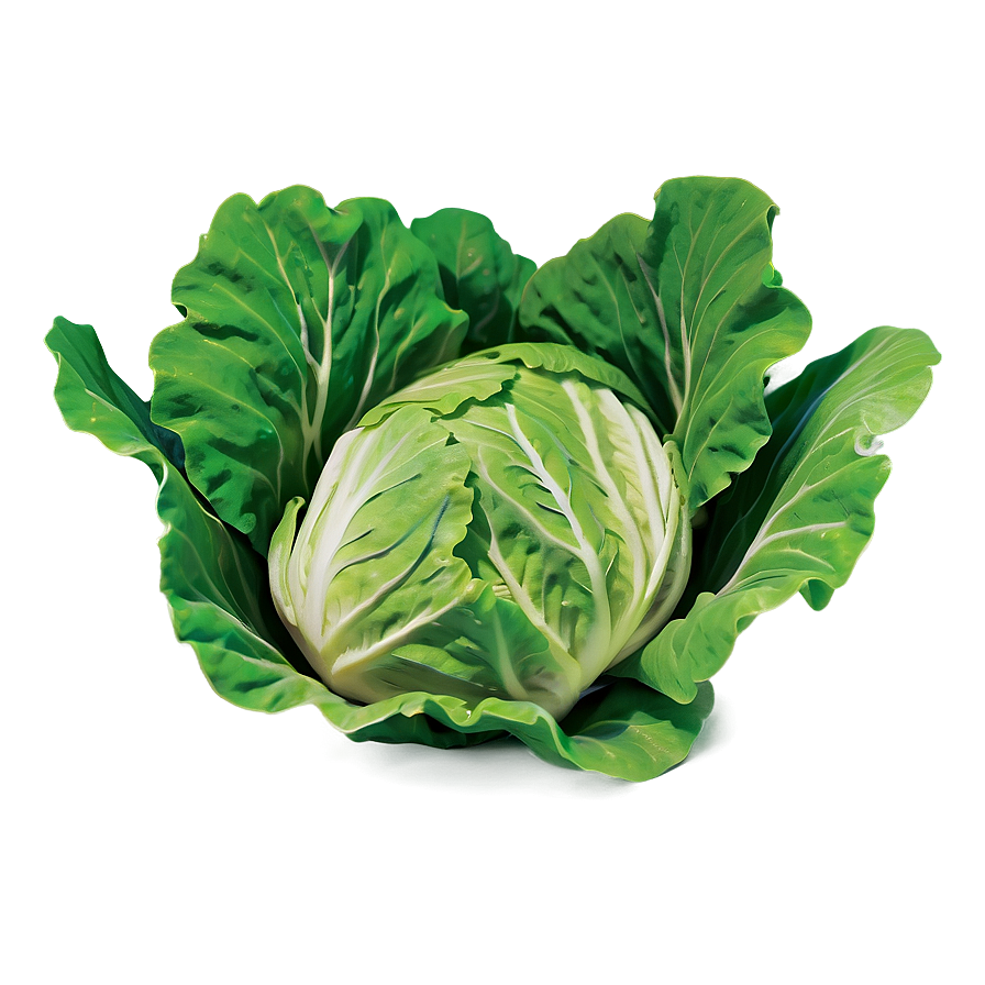 Large Lettuce Leaf Png Dts