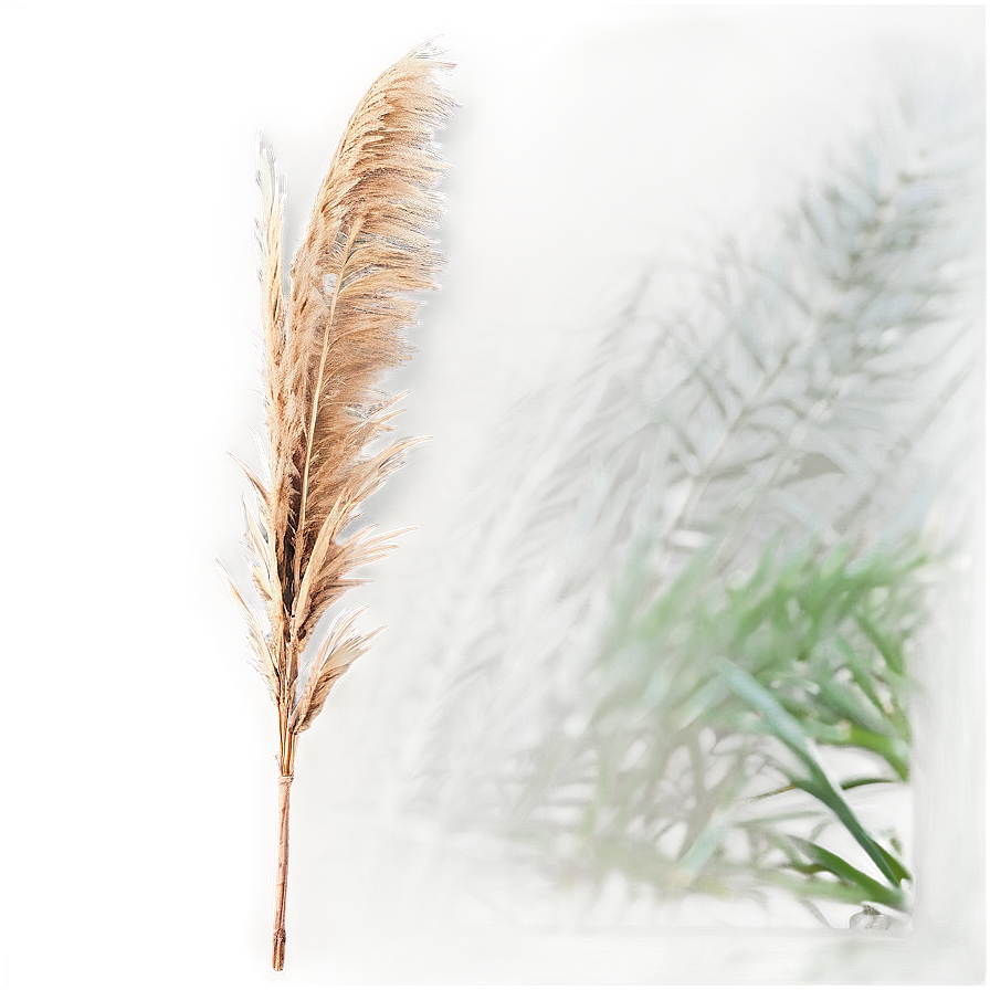 Large Pampas Background Png 30