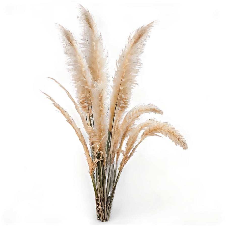 Large Pampas Grass Png Vlb21