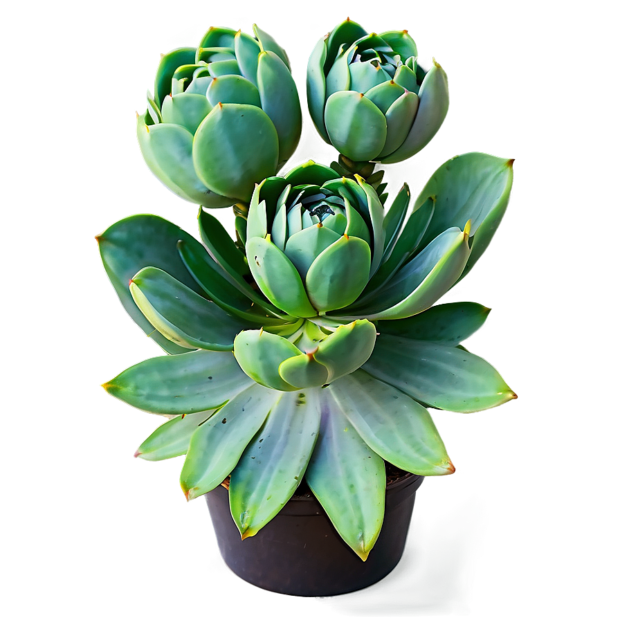 Large Succulent Plants Png 06212024