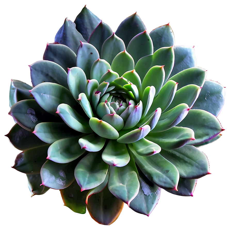 Large Succulent Plants Png 50