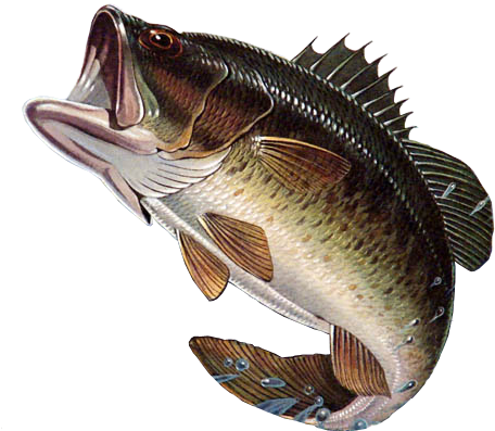 Largemouth Bass Illustration