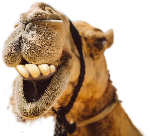 Laughing Camel Portrait