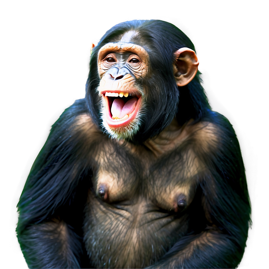 Laughing Chimpanzee Moment Png Tyd39