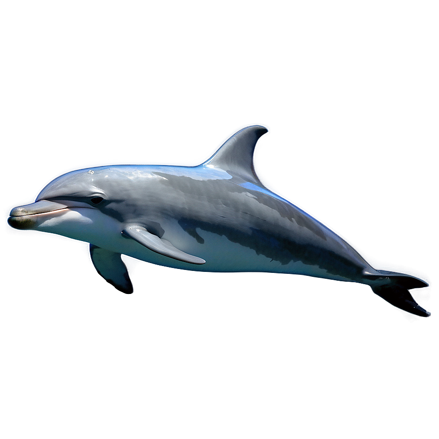 Laughing Dolphin Png Djt