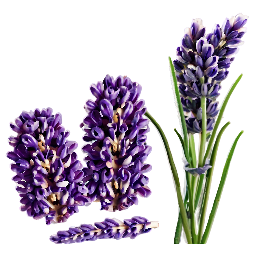 Lavender Aromatherapy Flowers Png 57