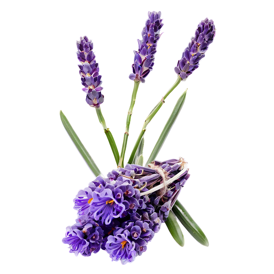 Lavender Aromatherapy Flowers Png Any