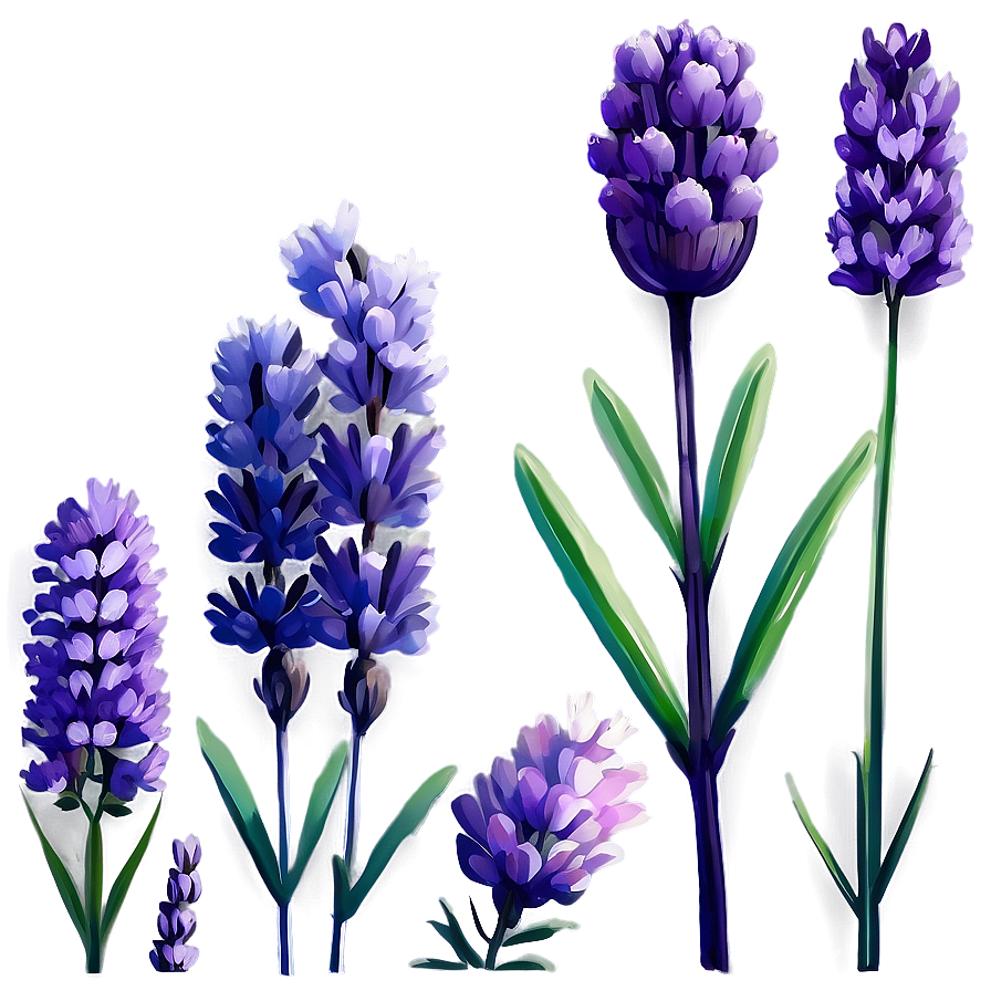 Lavender Beauty Flower Png 06132024