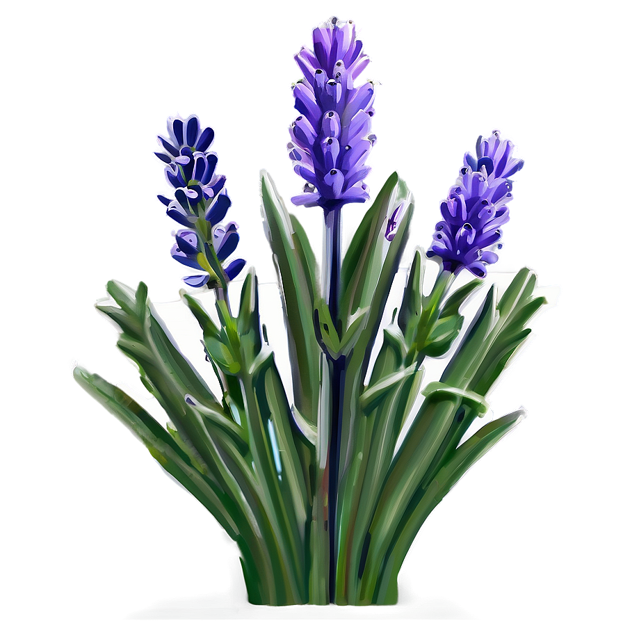 Lavender Beauty Png 13