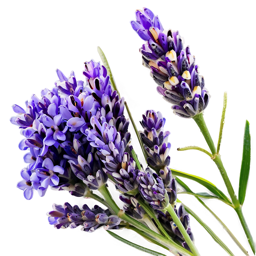 Lavender Beauty Png 91