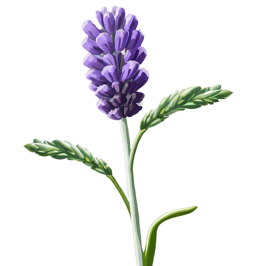 Lavender Bloom Png Xyi