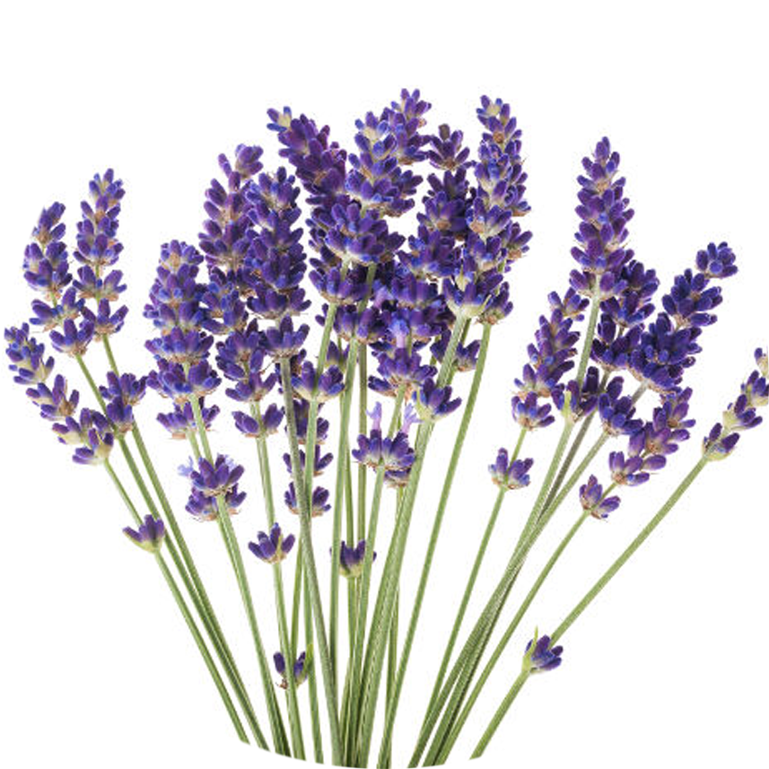 Lavender Blooms Bunch.png