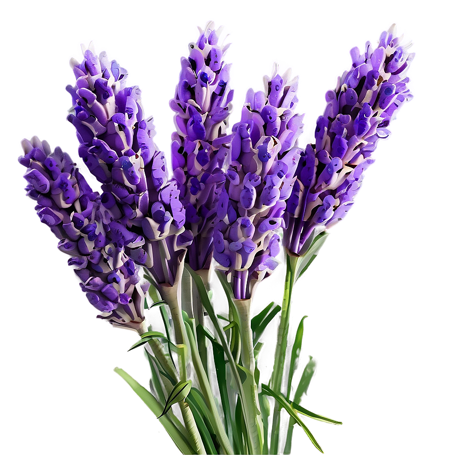 Lavender Bouquet Png 41