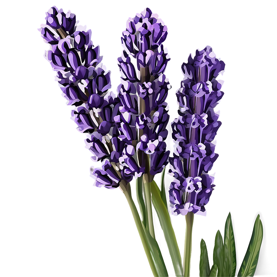 Lavender Bouquet Png 45