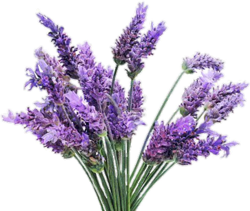 Lavender Bouquet Transparent Background