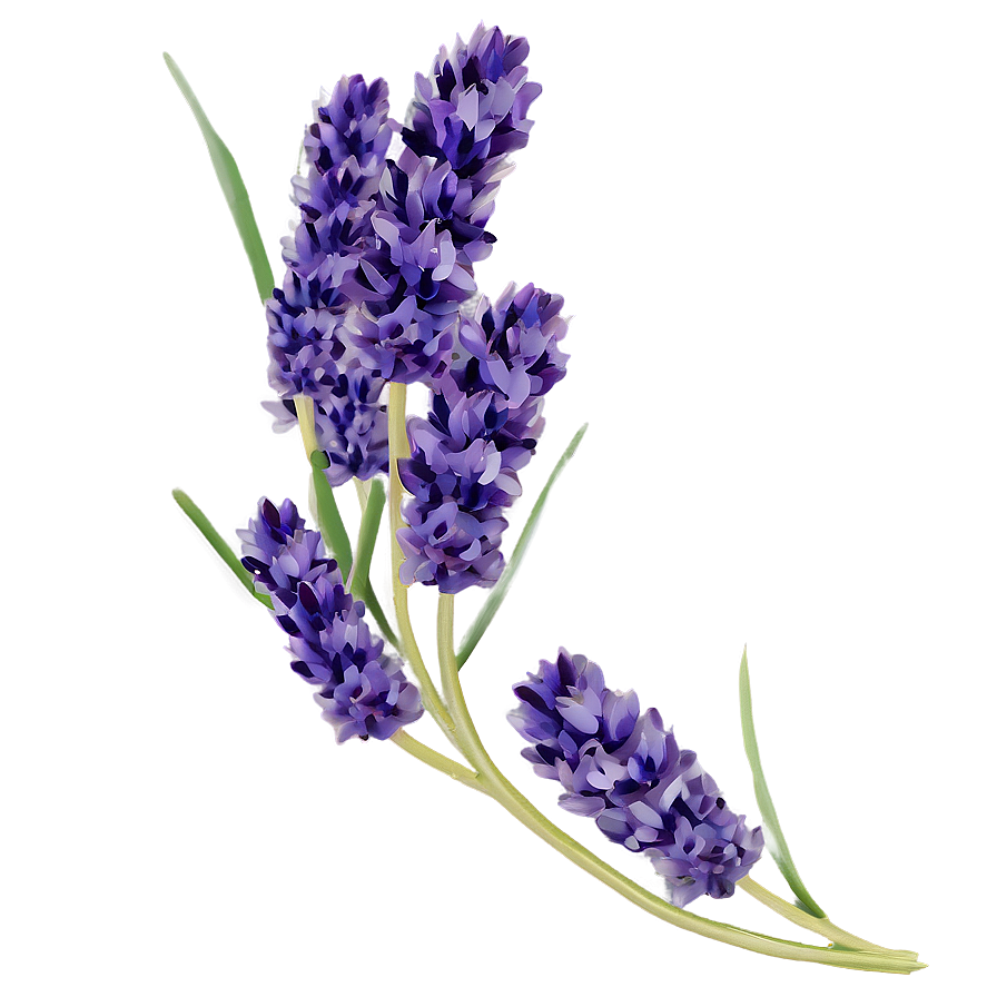 Lavender Cluster Png Gol