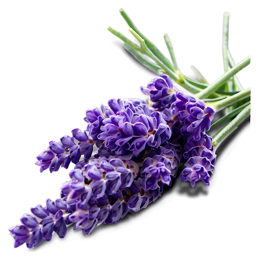 Lavender Culinary Herb Png Joy