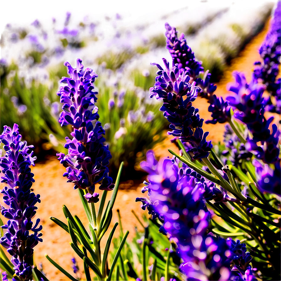 Lavender Farm Tour Png 06282024