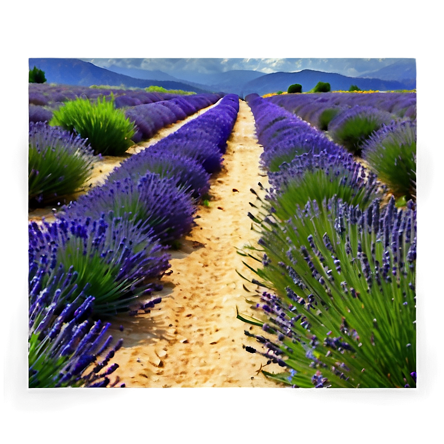 Lavender Field Path Png 48