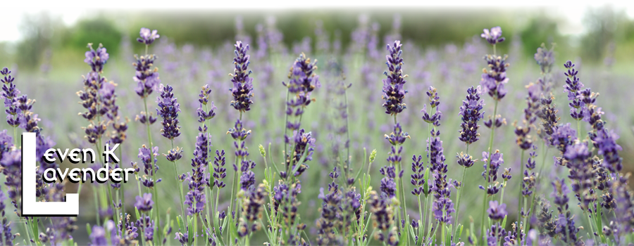 Lavender Field Serenity