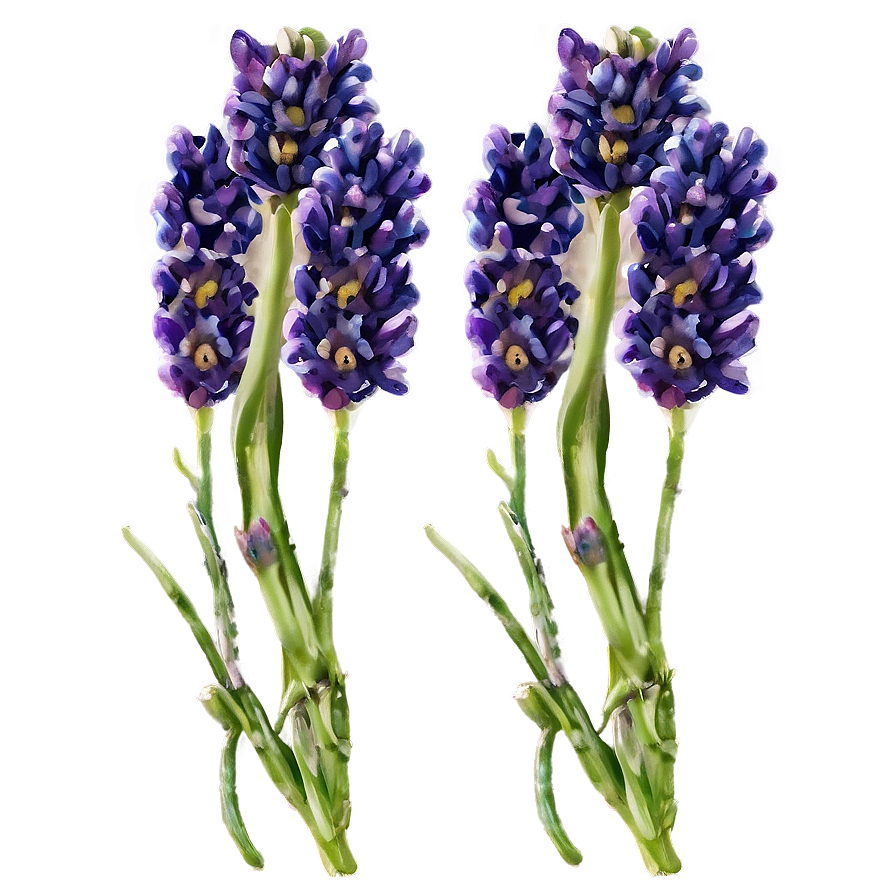 Lavender Fields Png 04292024