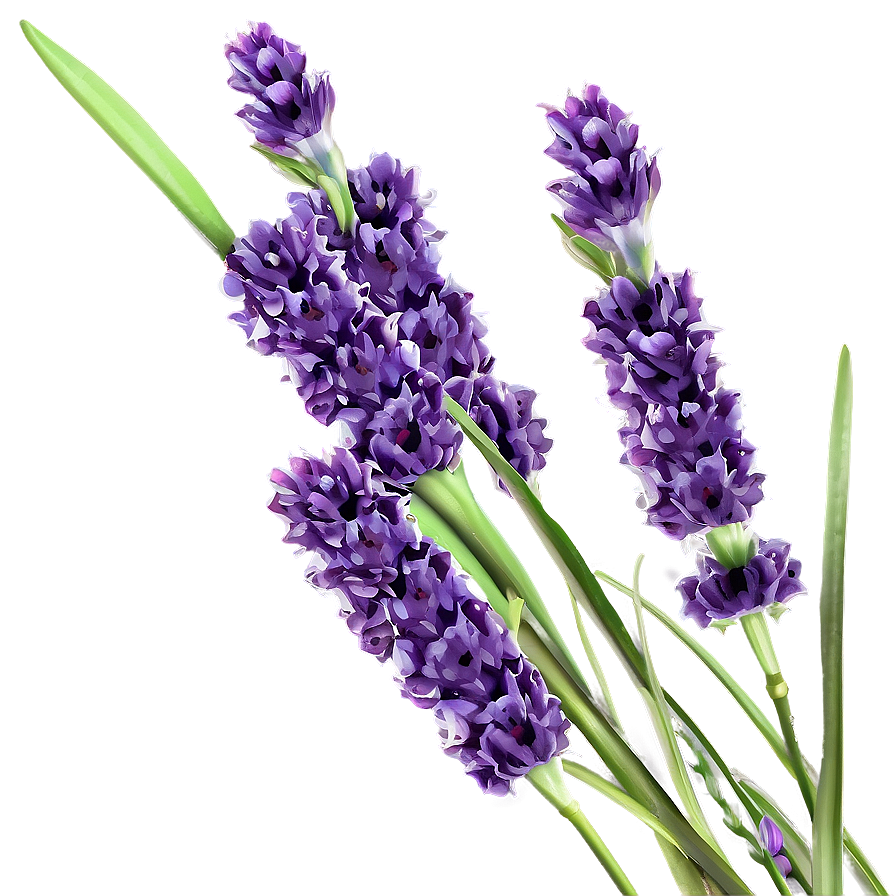 Lavender Fields Png Ybx64