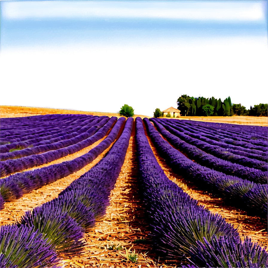 Lavender Fields Provence Png Xnp