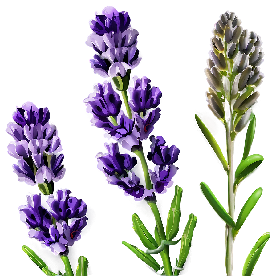 Lavender Flower Background Png 56