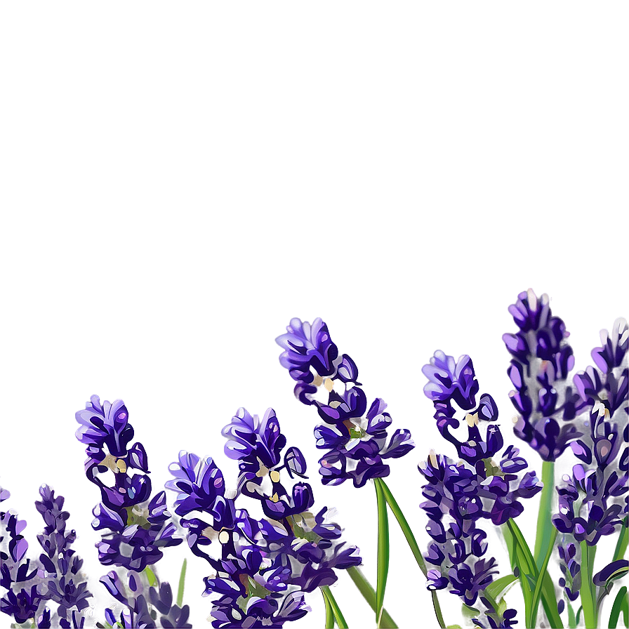 Lavender Flower Border Png 1