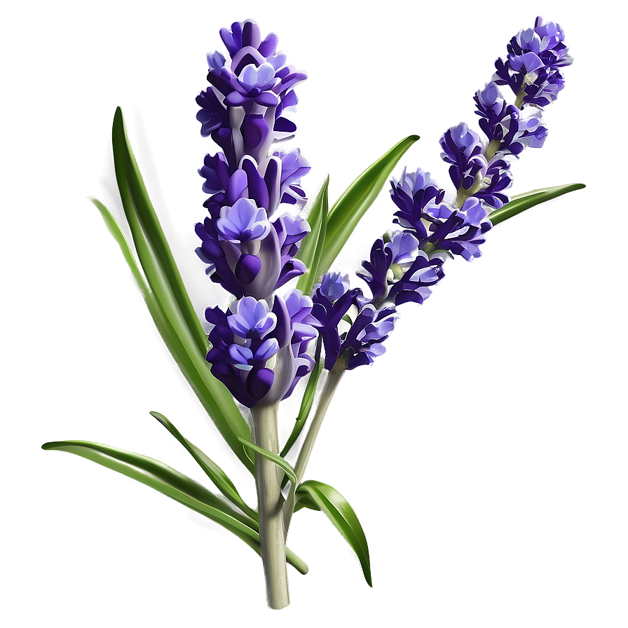 Lavender Flower Branch Png Cig