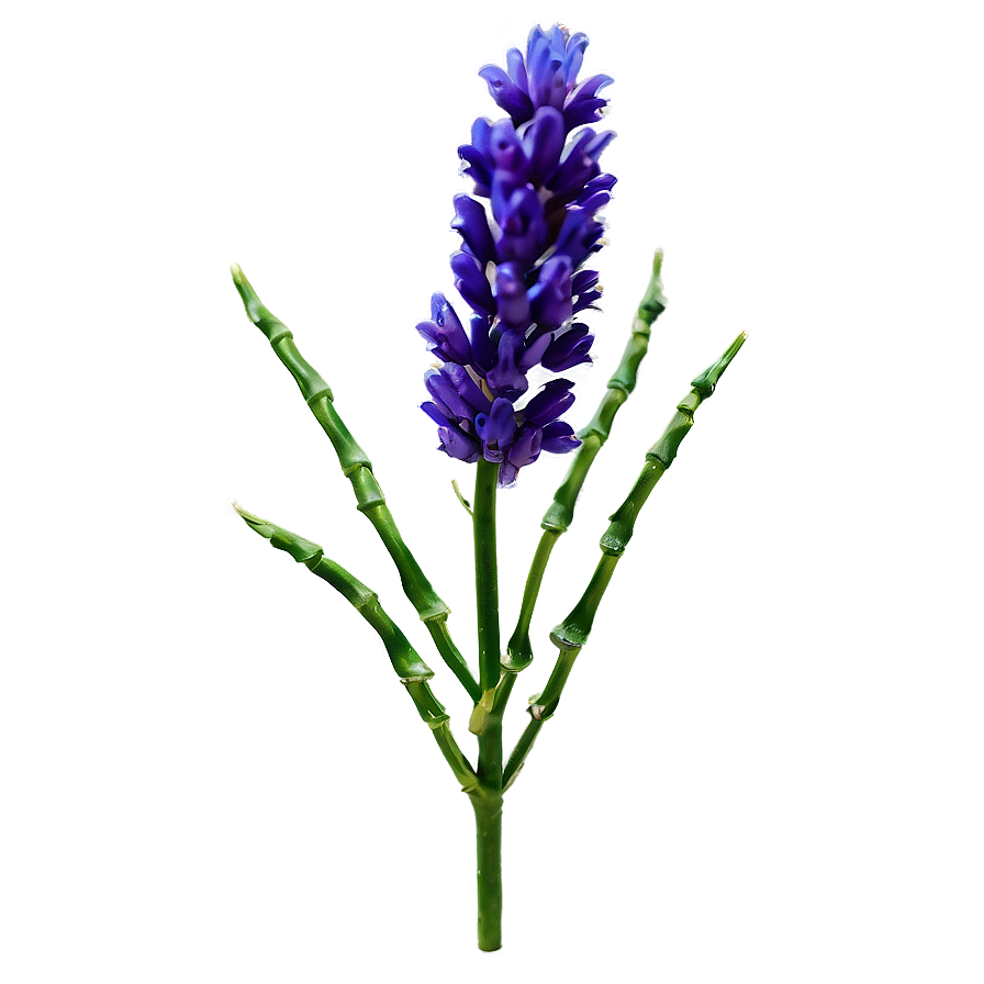 Lavender Flower Branch Png Pnv