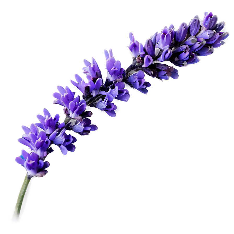 Lavender Flower Branch Png Yah