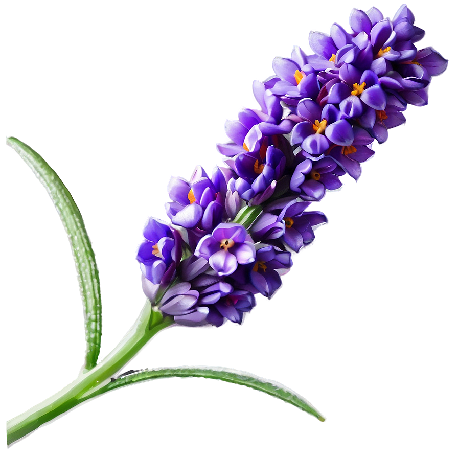 Lavender Flower C