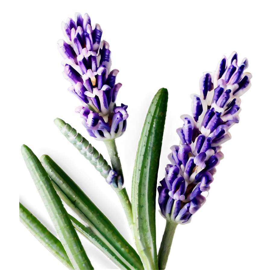 Lavender Flower Closeup Png 06132024